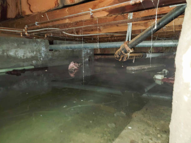 Best Flood damage cleanup  in Chetek, WI